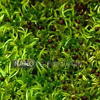 بستر کشت بستر کشت